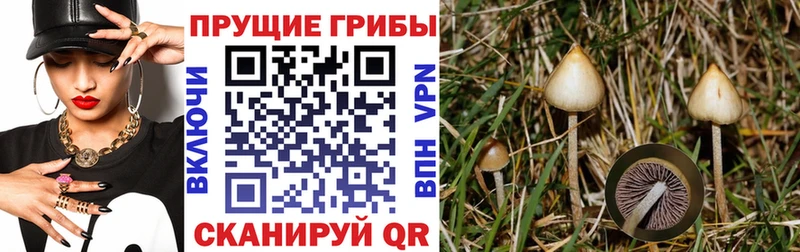 Псилоцибиновые грибы мицелий  Сухиничи 